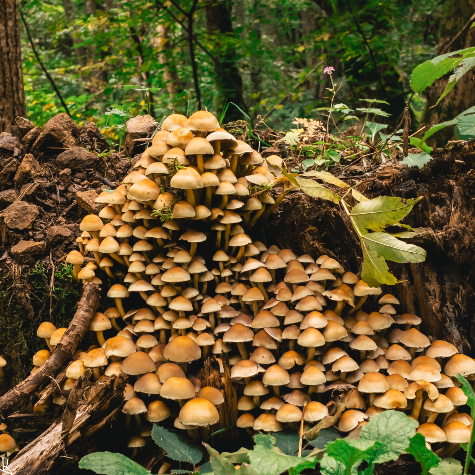 Dans la forêt de la Roche Longue